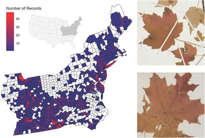 Herbaria Reveal Herbivory and Pathogen Increases and Shifts in Senescence for Northeastern United States Maples Over 150 Years